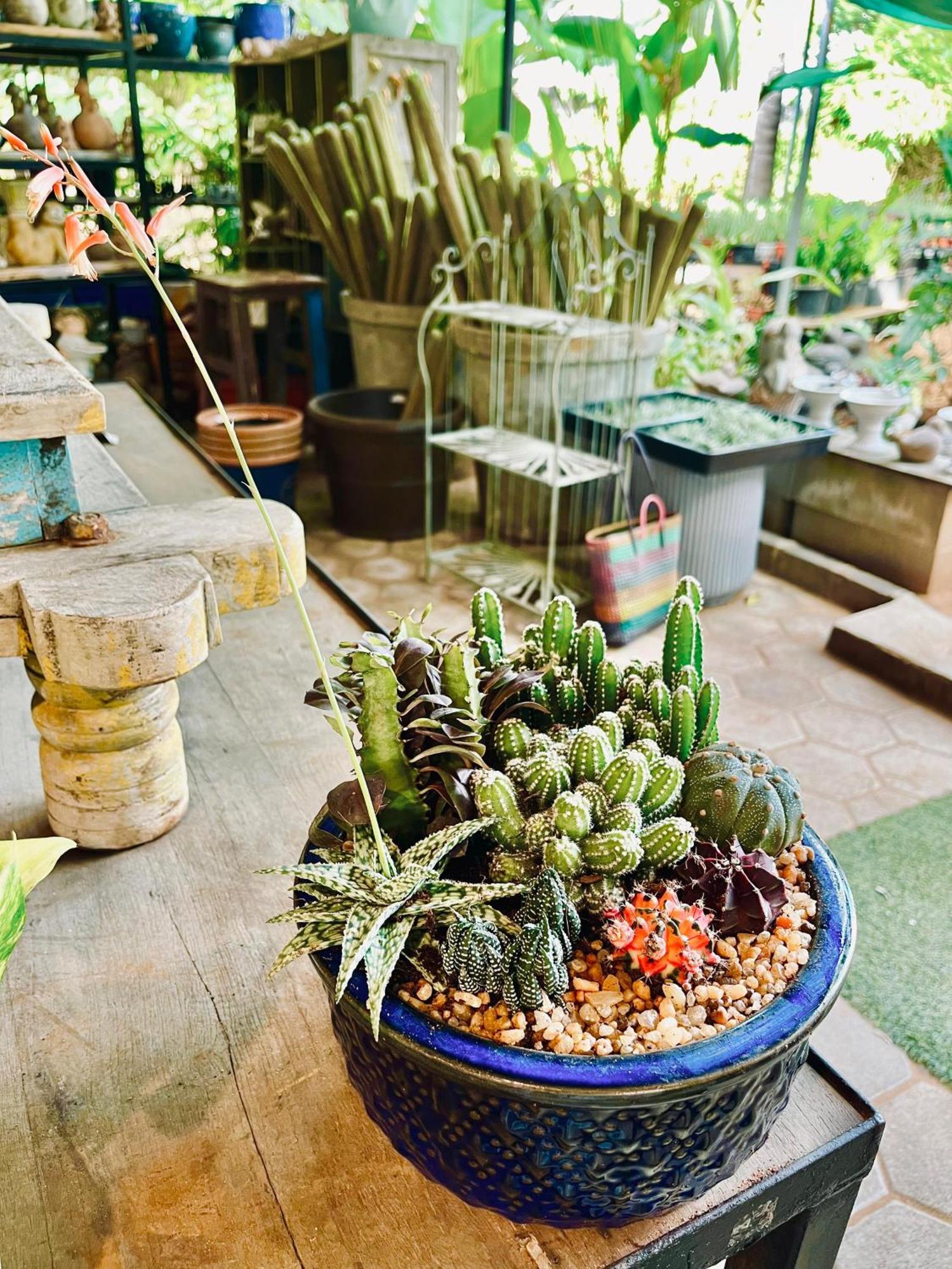 Pool Villa-House Of The Dancing Cactus ポンディシェリ エクステリア 写真